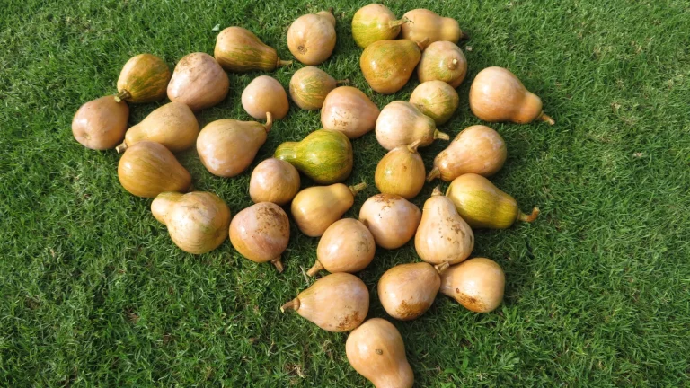 Ảnh minh họa đống bí đỏ kabocha vừa thu hoạch, liên quan vụ trộm 660kg bí ở Hàn Quốc