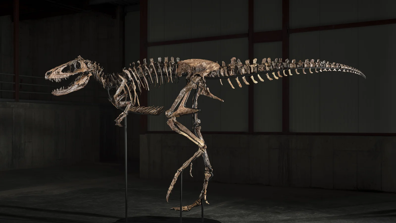 Bộ xương khủng long Nanotyrannus Jodi dựng trên giá đỡ, há miệng lộ hàm răng sắc