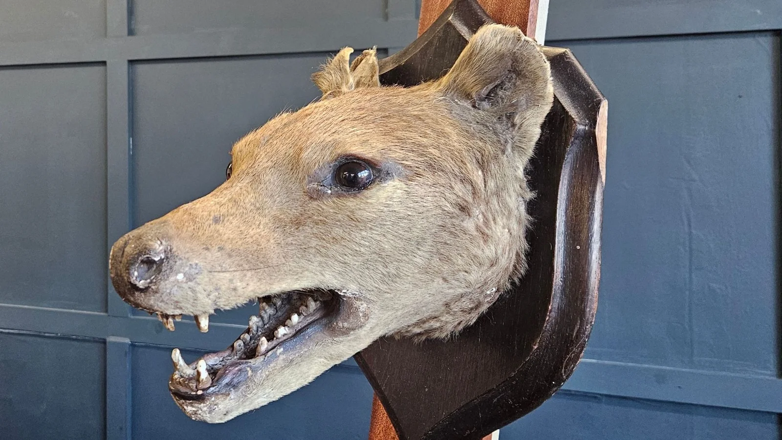 Đầu hổ Tasmania nhồi bông Trevor nhìn nghiêng, miệng há lộ hàm răng