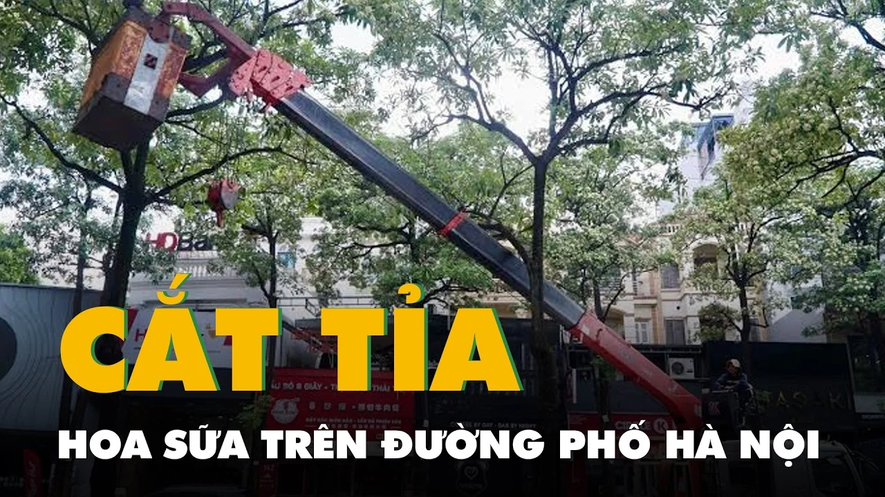 Xe nâng chuyên dụng đưa công nhân lên cắt tỉa chùm hoa sữa trên đường phố Hà Nội