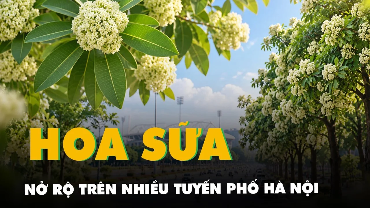 Những chùm hoa sữa trắng nở rộ trên tán cây ở một tuyến phố Hà Nội mùa thu